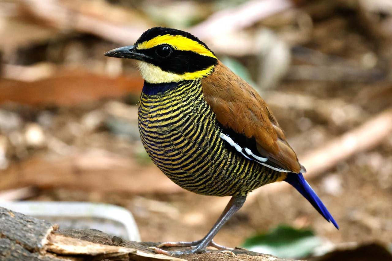 Javan-Banded-Pitta-F